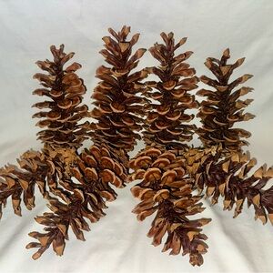 Lake Tahoe Pine Cone Set